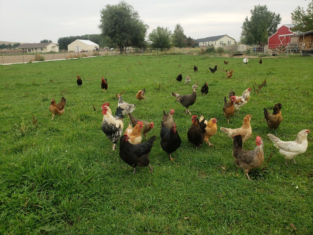 Homestead chickens